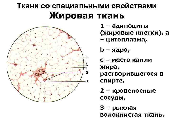 Ткани со специальными свойствами Жировая ткань 1 – адипоциты (жировые клетки), a – цитоплазма,