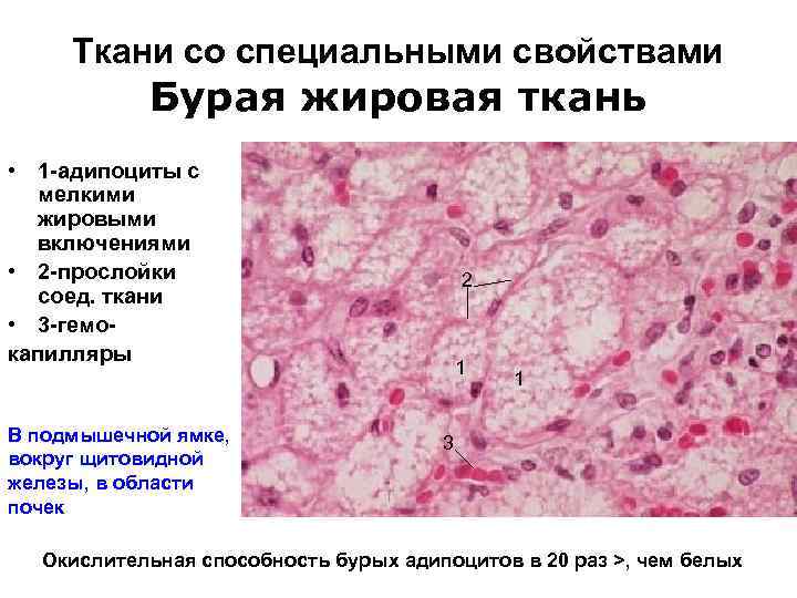 Ткани со специальными свойствами Бурая жировая ткань • 1 -адипоциты с мелкими жировыми включениями