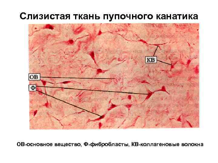 Слизистая ткань пупочного канатика ОВ-основное вещество, Ф-фибробласты, КВ-коллагеновые волокна 