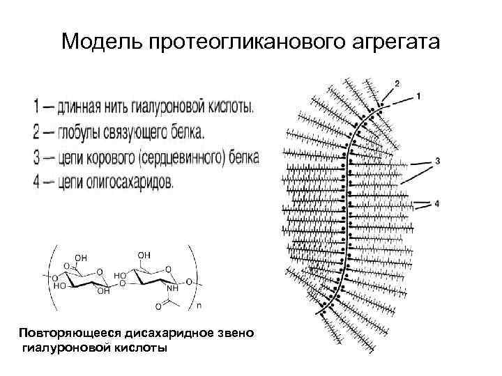 Модель протеогликанового агрегата Повторяющееся дисахаридное звено гиалуроновой кислоты 