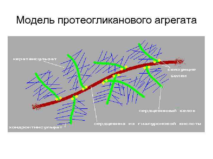 Модель протеогликанового агрегата 