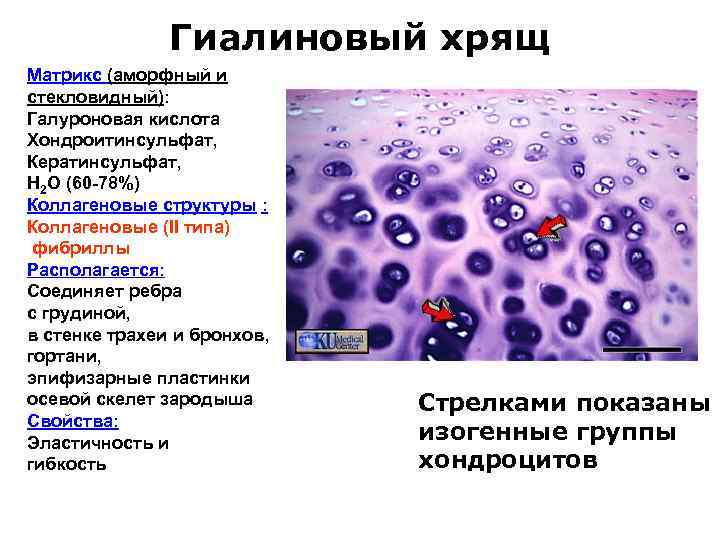 Гиалиновый хрящ Матрикс (аморфный и стекловидный): Галуроновая кислота Хондроитинсульфат, Кератинсульфат, H 2 O (60