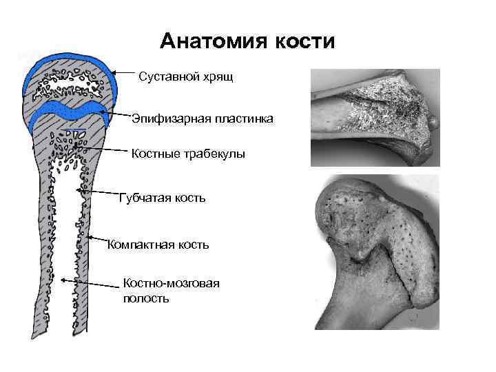  Анатомия кости Суставной хрящ Эпифизарная пластинка plate Костные трабекулы Губчатая кость Компактная кость