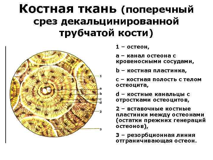 Кости костной ткани. Компактная пластинчатая костная ткань продольный срез. Строение костной ткани с подписями. Берцовая кость человека поперечный срез препарат. Берцовая кость человека продольный срез.