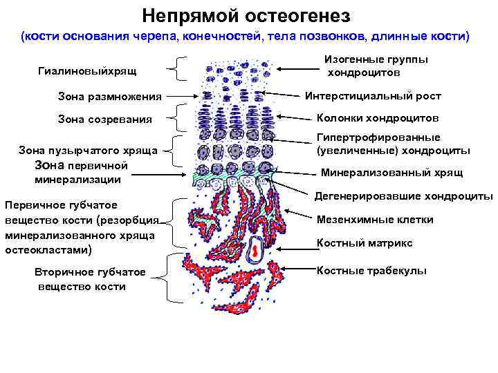 Непрямой остеогенез (кости основания черепа, конечностей, тела позвонков, длинные кости) Гиалиновыйхрящ Зона размножения Зона
