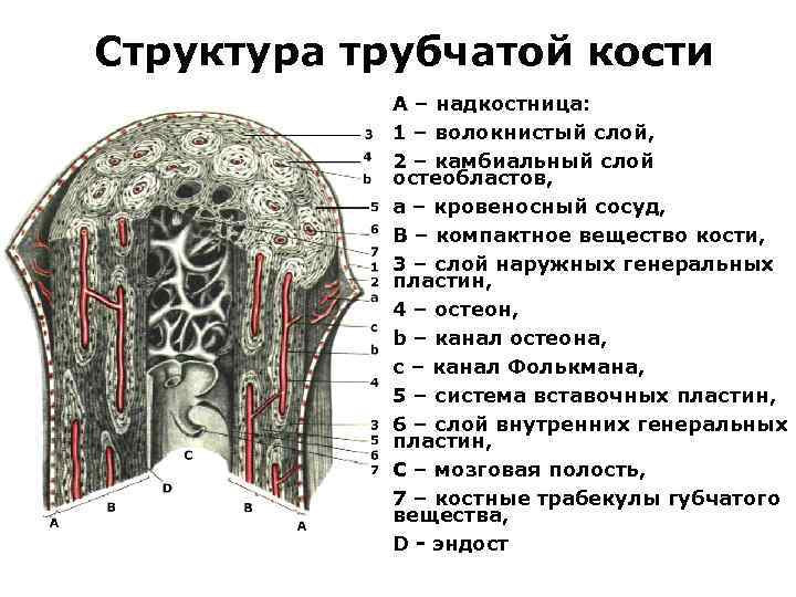 Структура трубчатой кости А – надкостница: 1 – волокнистый слой, 2 – камбиальный слой