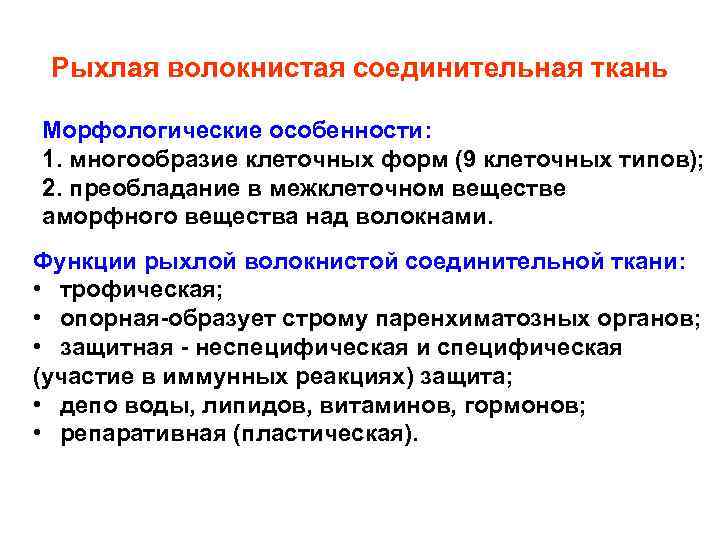 Рыхлая волокнистая соединительная ткань Морфологические особенности: 1. многообразие клеточных форм (9 клеточных типов); 2.