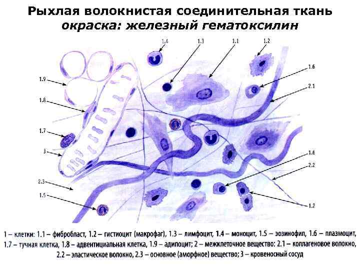 Рыхлая волокнистая соединительная ткань окраска: железный гематоксилин 
