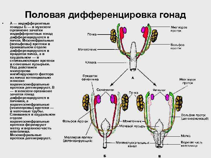 Половая дифференцировка гонад • А — индифферентные гонады Б — в мужском организме зачатки