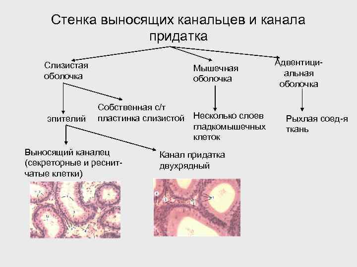 Стенка выносящих канальцев и канала придатка Слизистая оболочка эпителий Мышечная оболочка Собственная с/т пластинка