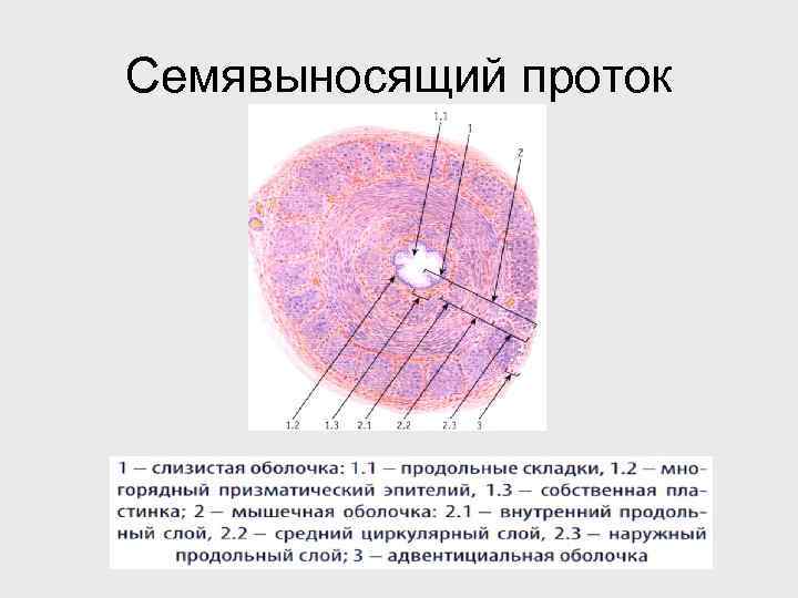 Семявыносящий проток 