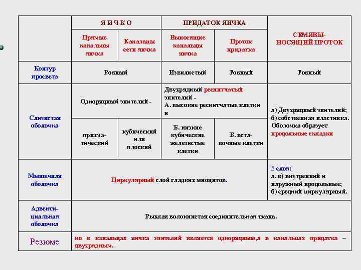 ЯИЧКО Контур просвета Прямые канальцы яичка ПРИДАТОК ЯИЧКА Ровный Однорядный эпителий Слизистая оболочка призматический