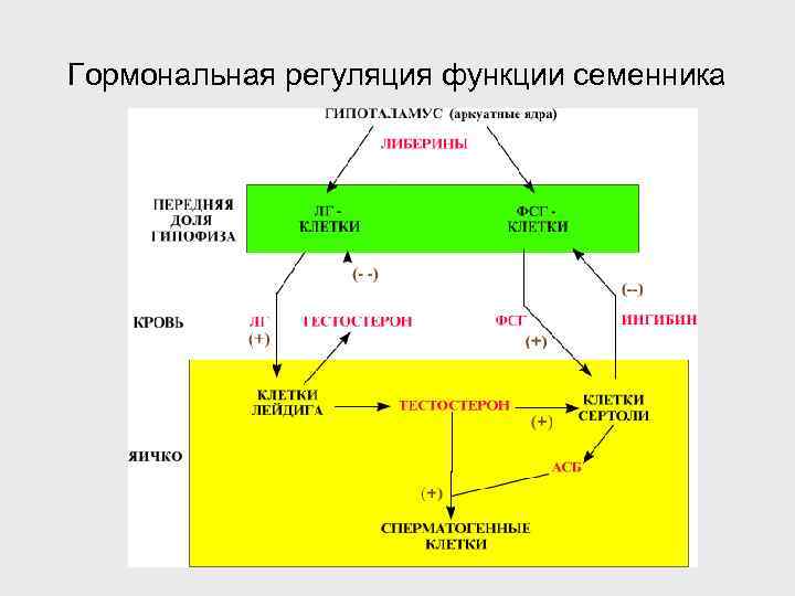 Гормональная регуляция функции семенника 