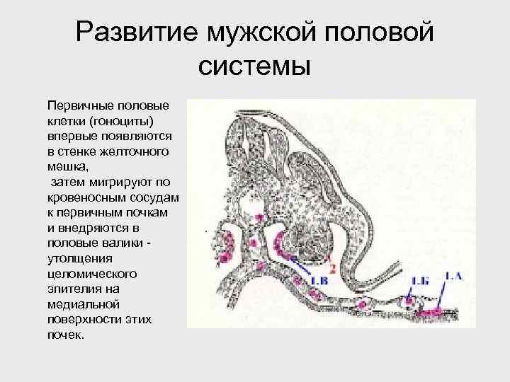 Развитие мужской половой системы Первичные половые клетки (гоноциты) впервые появляются в стенке желточного мешка,