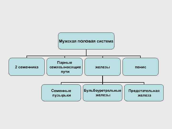 Мужская половая система 2 семенника Парные семявыносящие пути Семенные пузырьки железы Бульбоуретральные железы пенис