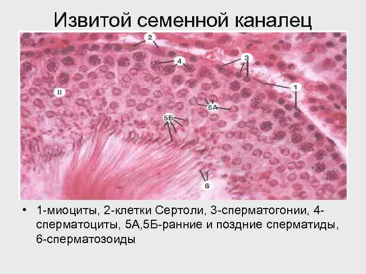 Извитой семенной каналец • 1 -миоциты, 2 -клетки Сертоли, 3 -сперматогонии, 4 сперматоциты, 5
