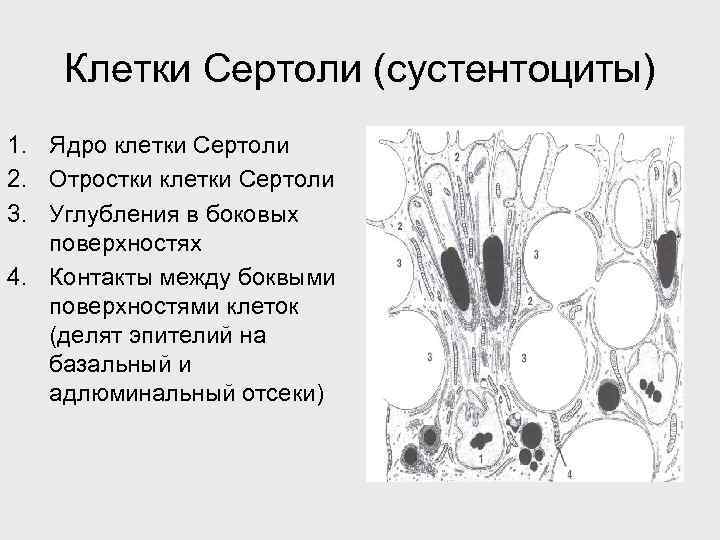 Клетки Сертоли (сустентоциты) 1. Ядро клетки Сертоли 2. Отростки клетки Сертоли 3. Углубления в