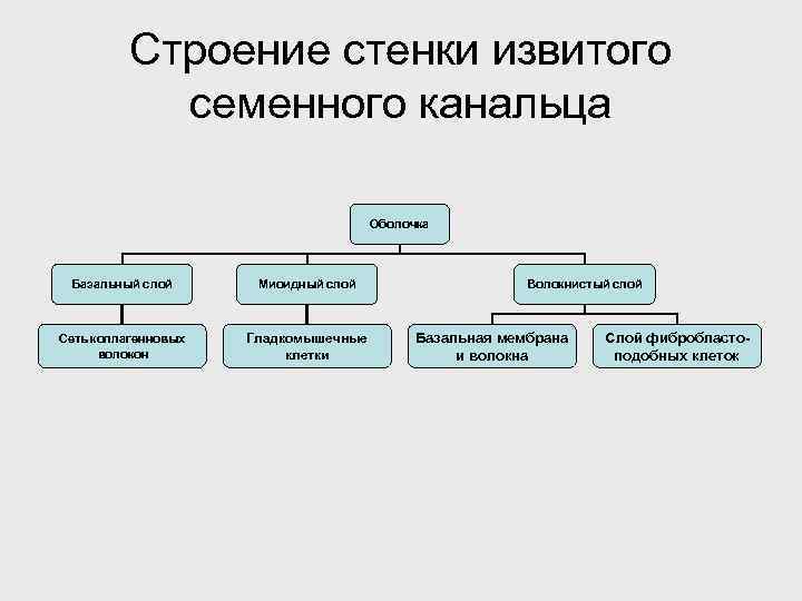 Строение стенки извитого семенного канальца Оболочка Базальный слой Миоидный слой Сеть коллагенновых волокон Гладкомышечные