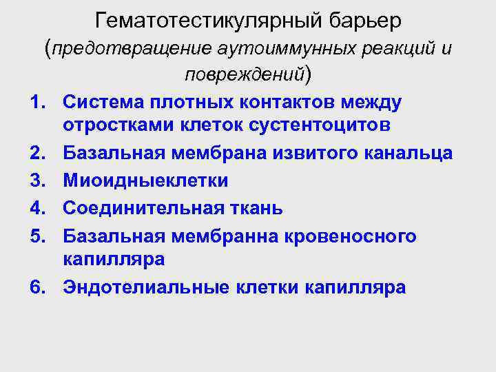 Гематотестикулярный барьер (предотвращение аутоиммунных реакций и повреждений) 1. Система плотных контактов между отростками клеток