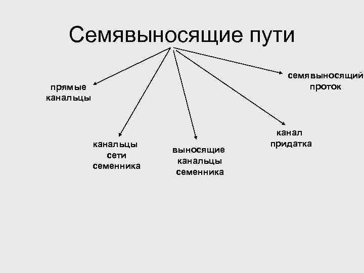 Семявыносящие пути семявыносящий проток прямые канальцы сети семенника выносящие канальцы семенника канал придатка 