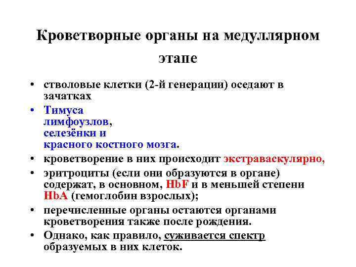 Кроветворные органы на медуллярном этапе • стволовые клетки (2 -й генерации) оседают в зачатках