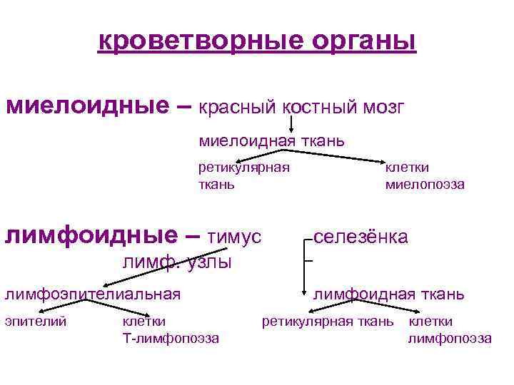 кроветворные органы миелоидные – красный костный мозг миелоидная ткань ретикулярная ткань лимфоидные – тимус