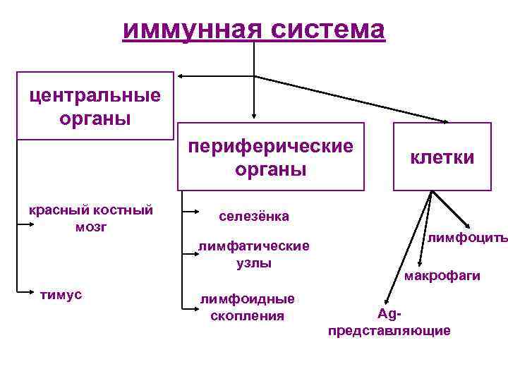 иммунная система центральные органы периферические органы красный костный мозг селезёнка лимфатические узлы тимус клетки