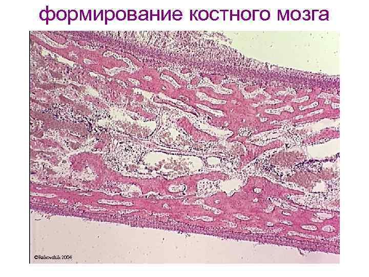 формирование костного мозга ©Rakovshik 2004 