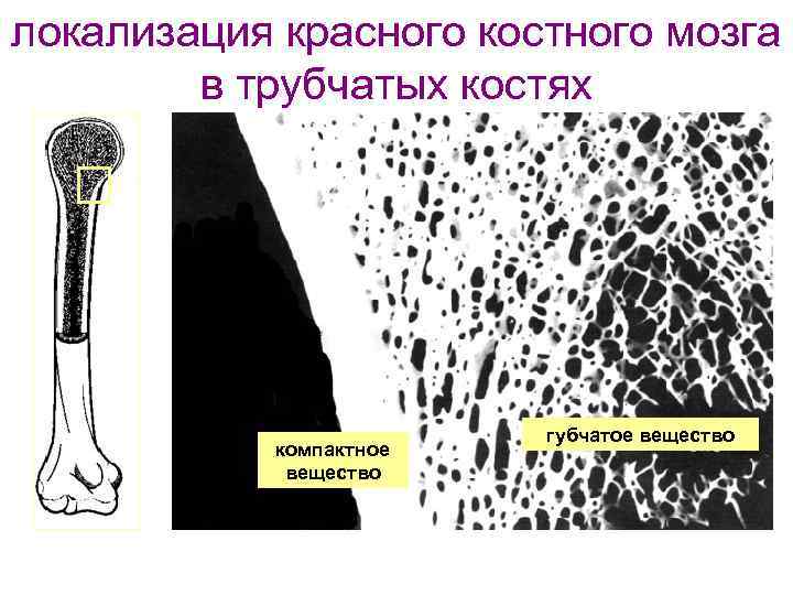 локализация красного костного мозга в трубчатых костях компактное вещество губчатое вещество 