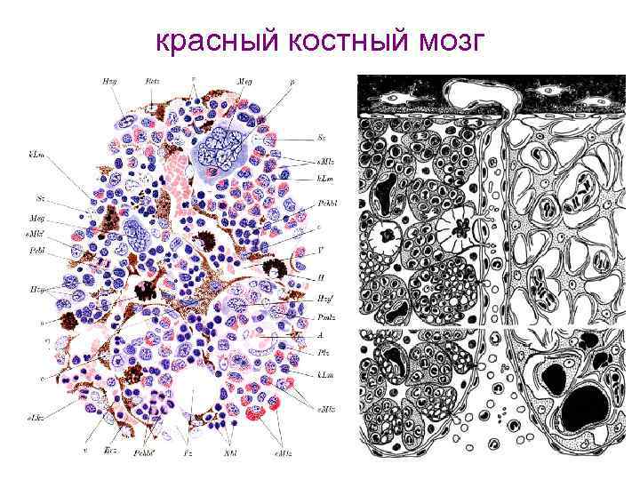 красный костный мозг 