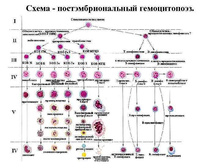 Схема - постэмбриональный гемоцитопоэз. 