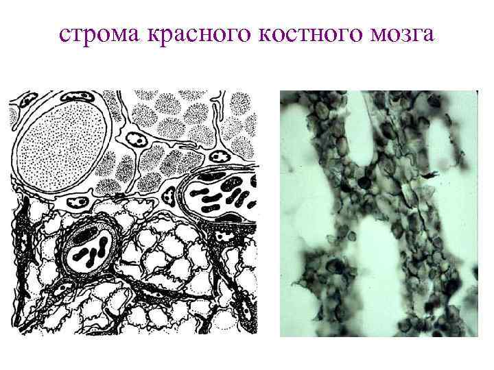 строма красного костного мозга 