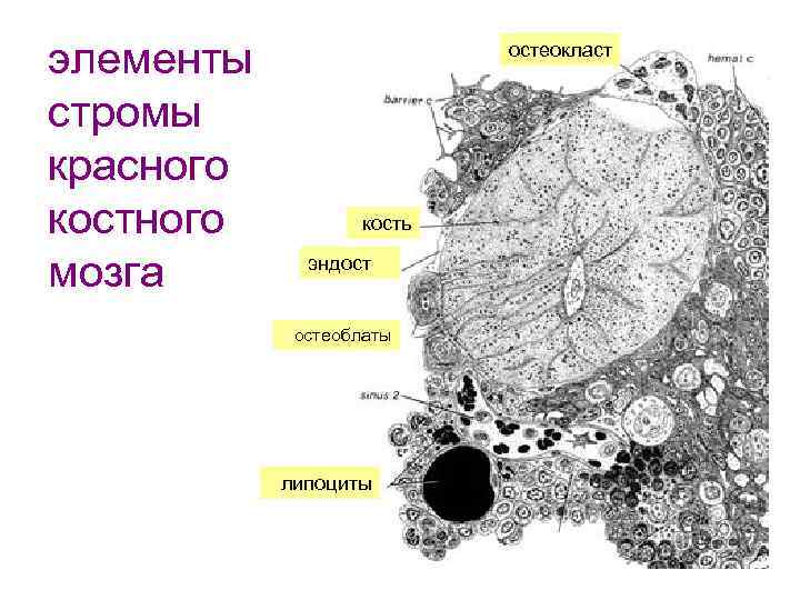 элементы стромы красного костного мозга остеокласт кость эндост остеоблаты липоциты 
