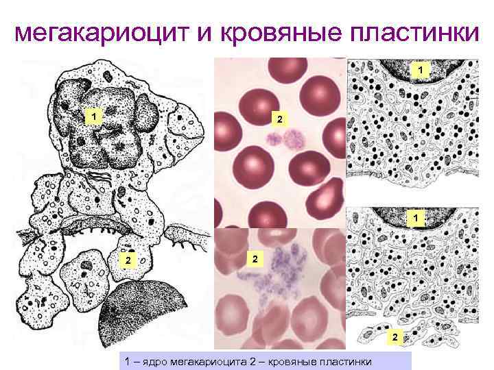 мегакариоцит и кровяные пластинки 1 1 2 2 3 2 1 – ядро мегакариоцита