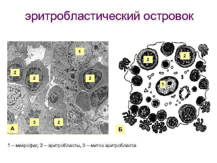 эритробластический островок 1 2 2 2 1 3 А 2 Б 1 – макрофаг,