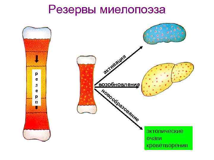 Резервы миелопоэза ия ц ва и р е з е р в т ак