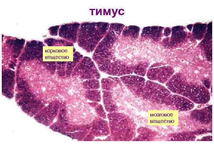 тимус корковое вещество мозговое вещество 