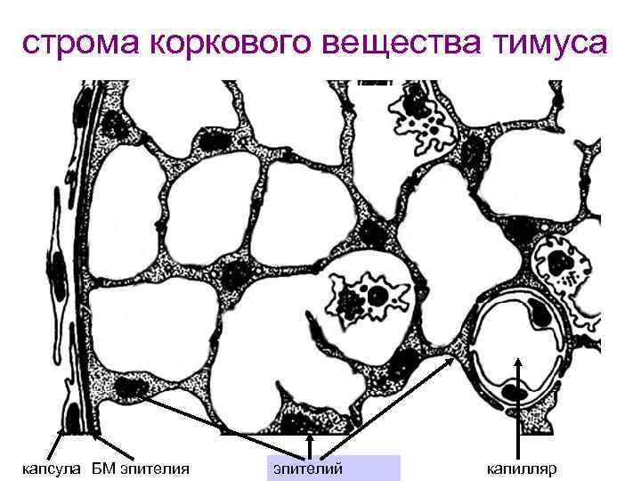 строма коркового вещества тимуса капсула БМ эпителия эпителий капилляр 