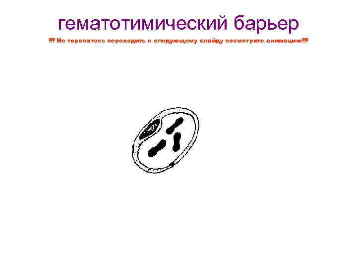 гематотимический барьер !!! Не торопитесь переходить к следующему слайду посмотрите анимацию!!! 