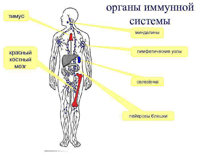 тимус органы иммунной системы миндалины красный костный мозг лимфатические узлы селезёнка пейеровы бляшки 