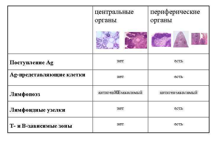 центральные органы периферические органы Поступление Ag нет есть Ag-представляющие клетки нет есть антиген. НЕзависимый