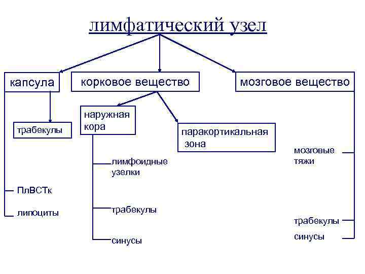 лимфатический узел капсула трабекулы корковое вещество наружная кора лимфоидные узелки мозговое вещество паракортикальная зона