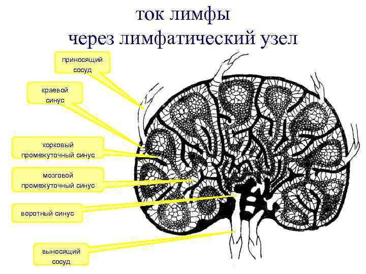 ток лимфы через лимфатический узел приносящий сосуд краевой синус корковый промежуточный синус мозговой промежуточный
