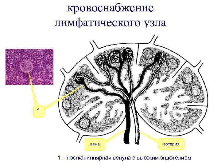 кровоснабжение лимфатического узла 1 вена артерия 1 – посткапиллярная венула с высоким эндотелием 