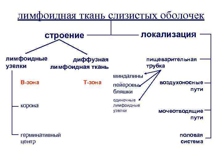 лимфоидная ткань слизистых оболочек локализация строение лимфоидные диффузная узелки лимфоидная ткань пищеварительная трубка миндалины