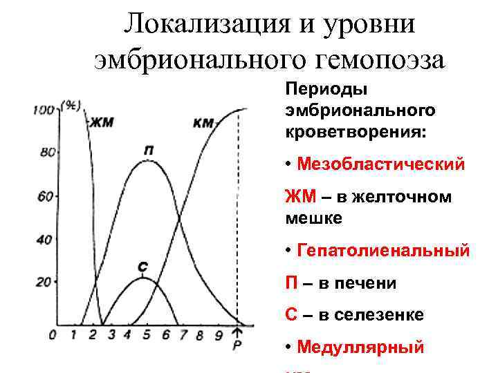 Локализация и уровни эмбрионального гемопоэза Периоды эмбрионального кроветворения: • Мезобластический ЖМ – в желточном