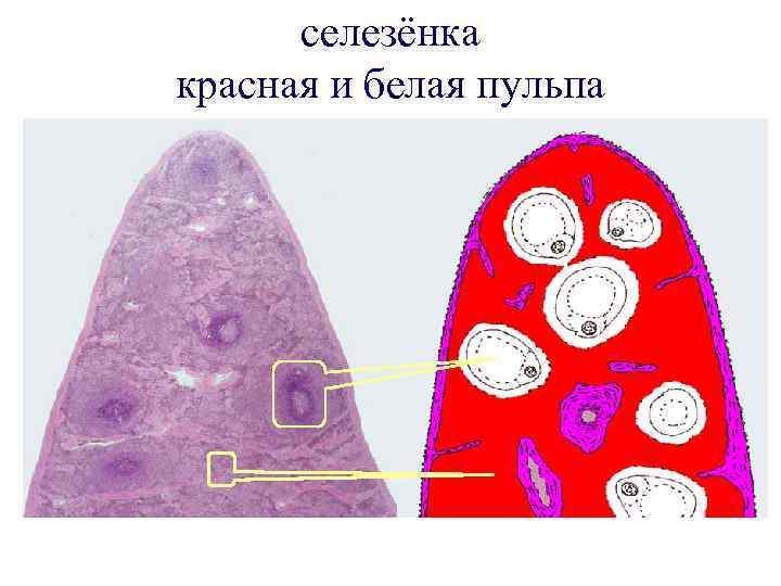 селезёнка красная и белая пульпа 
