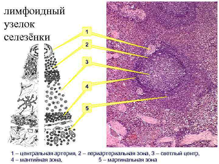 лимфоидный узелок селезёнки 1 2 3 4 5 1 – центральная артерия, 2 –