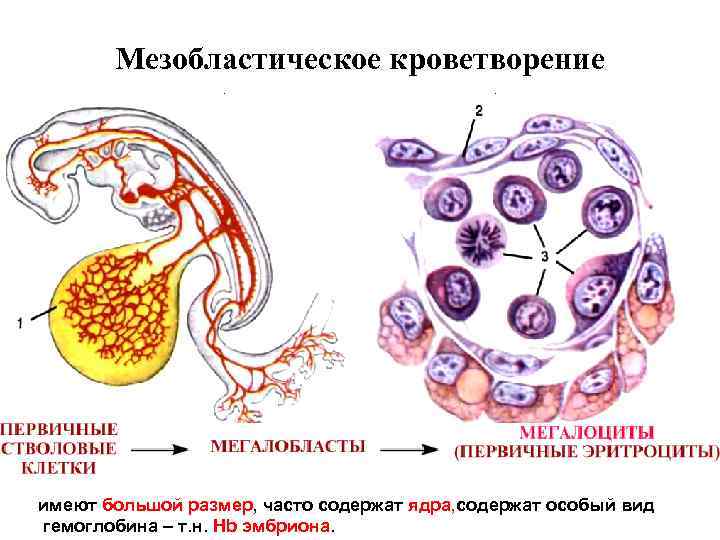 Чертеж особые ядра