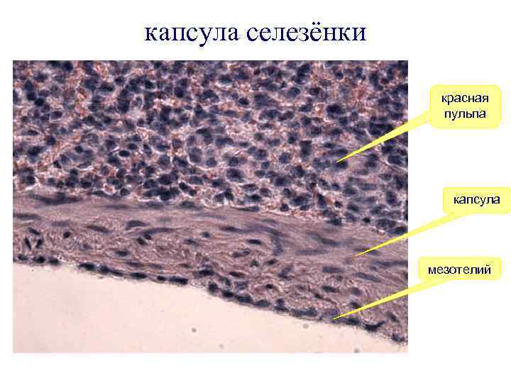 капсула селезёнки красная пульпа капсула мезотелий 